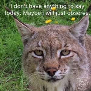 Lynx Observe